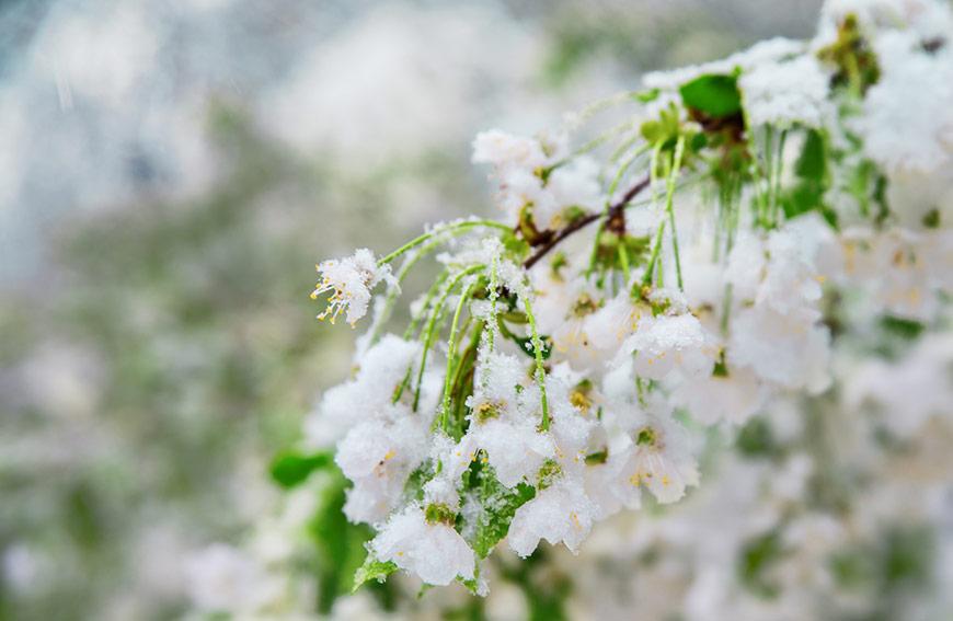 Protecting Fruit Trees and Their Blossoms From a Late Freeze
