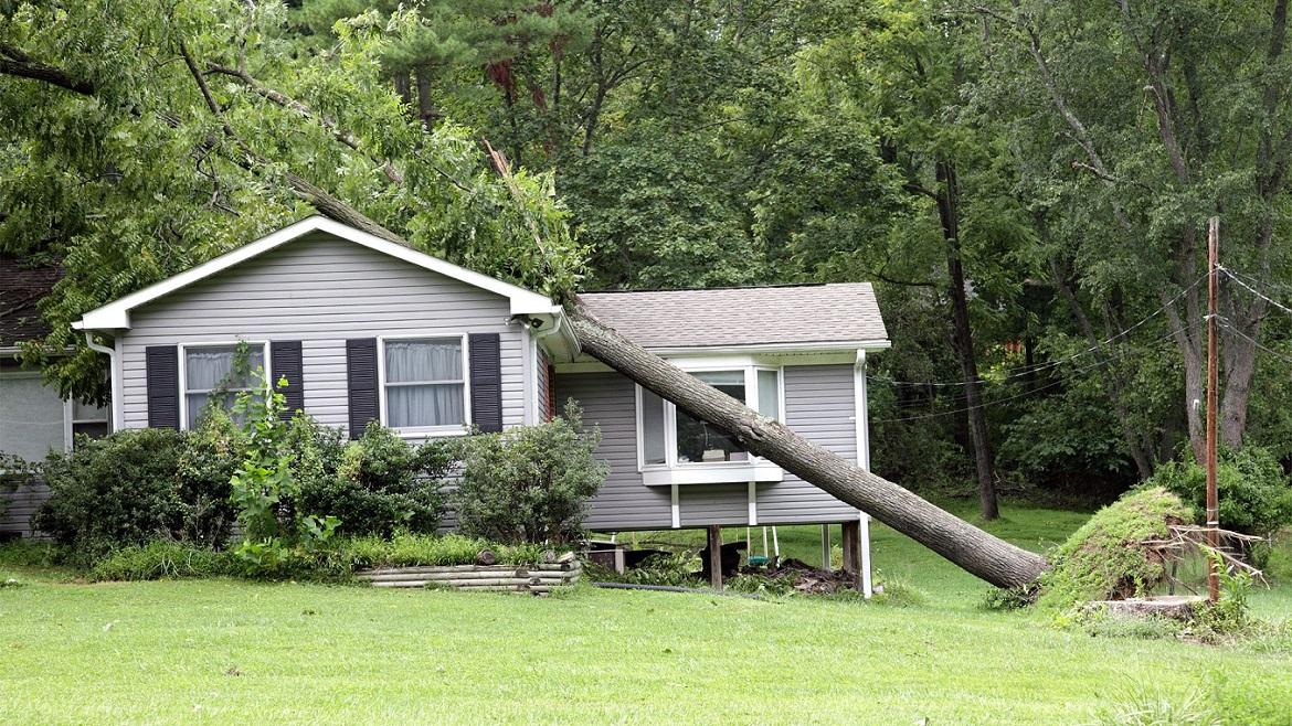 What Steps Should You Take When a Tree Falls On Your House?