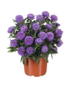 Purchase Blue Bayou Showmaker New York Aster
