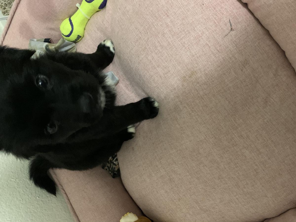 Puppy for sale