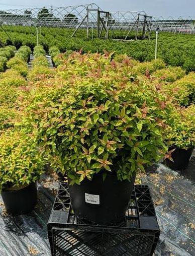 Purchase Gold Flame Spirea