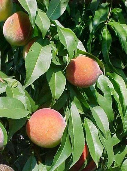 Buy Prunus Reliance Peach Tree
