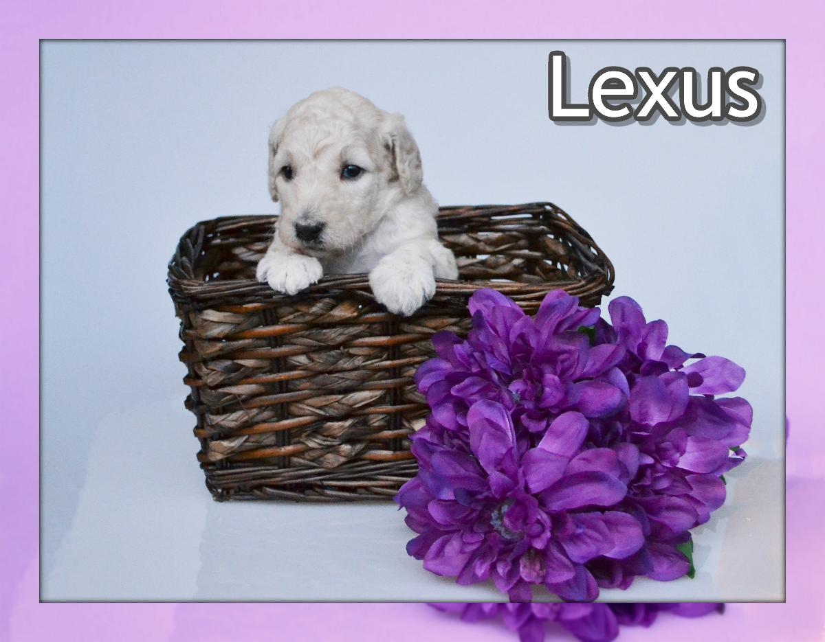 Lexus Female Standard Poodle