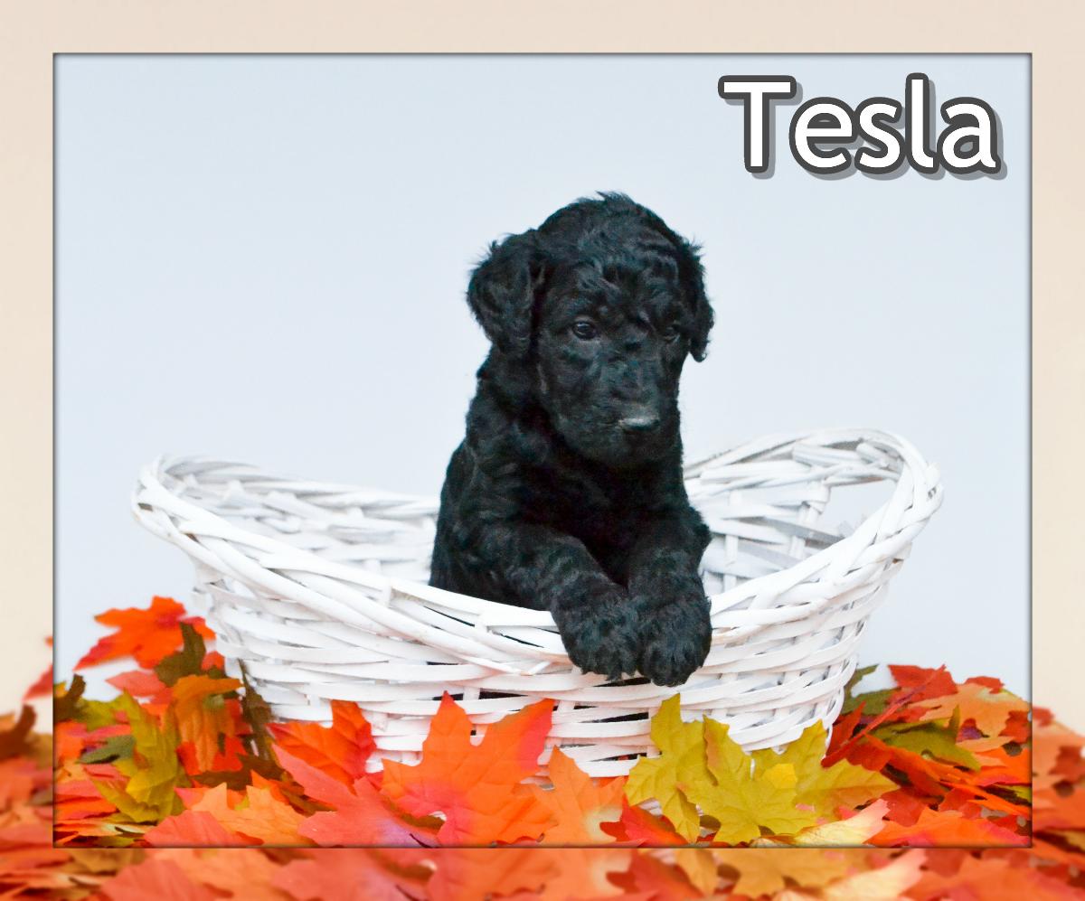 Tesla Female Standard Poodle