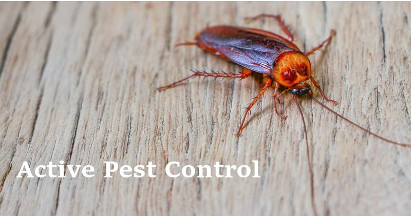 Active Pest Control is available 24/7