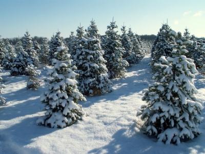 BEAUTIFUL FIR CHRISTMAS TREES FOR SALE!