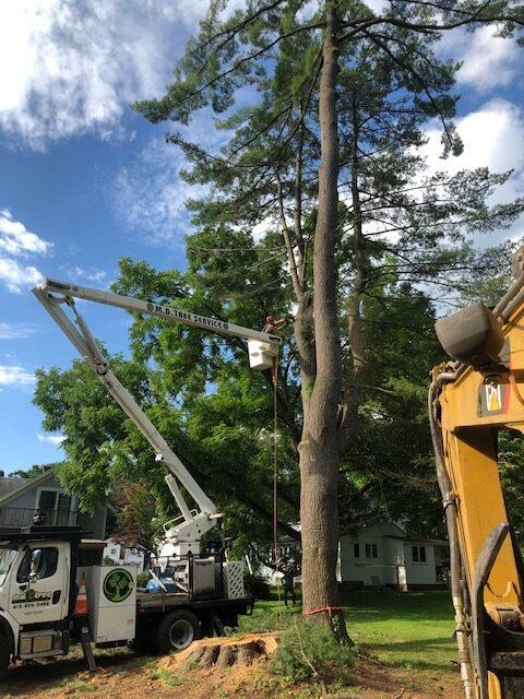 Calling Professional Tree Removal Services Provider in