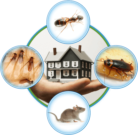Rat control services surrey | Top Line Pest Control Service