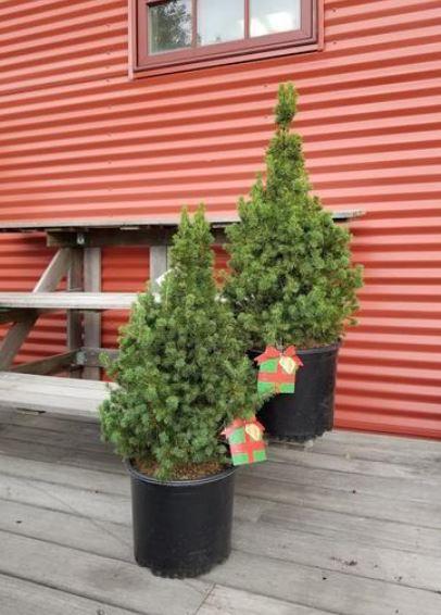 Buy Picea glauca Conica White Spruce Tree