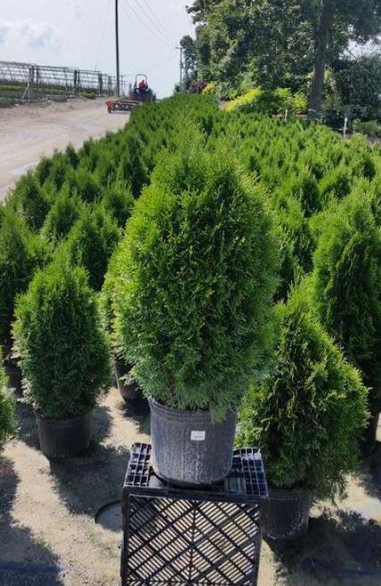 Buy Thuja Smargd Arborvitae Tree