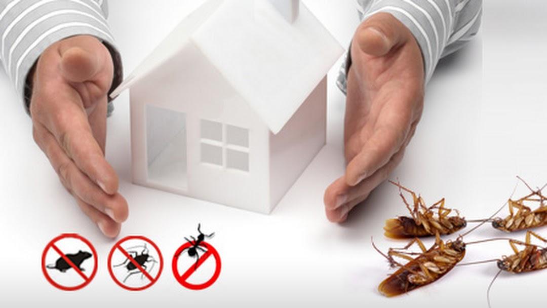 Ottawa Pest Control Companies
