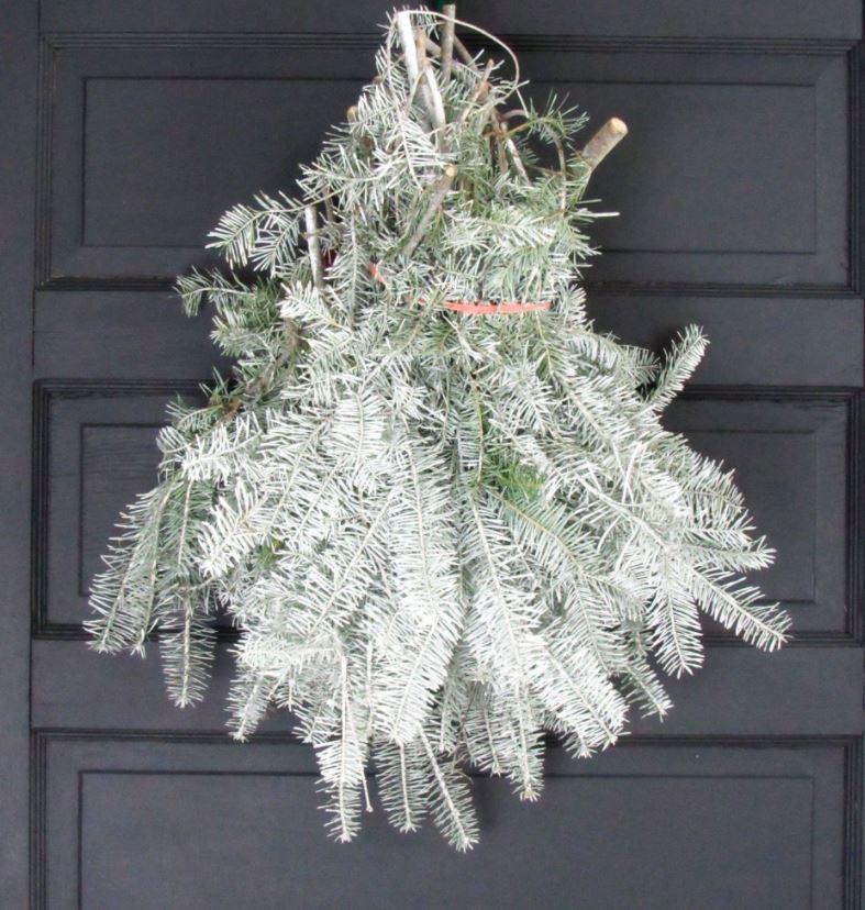 Purchase Snow-Tipped Fraser Fir Live Greens
