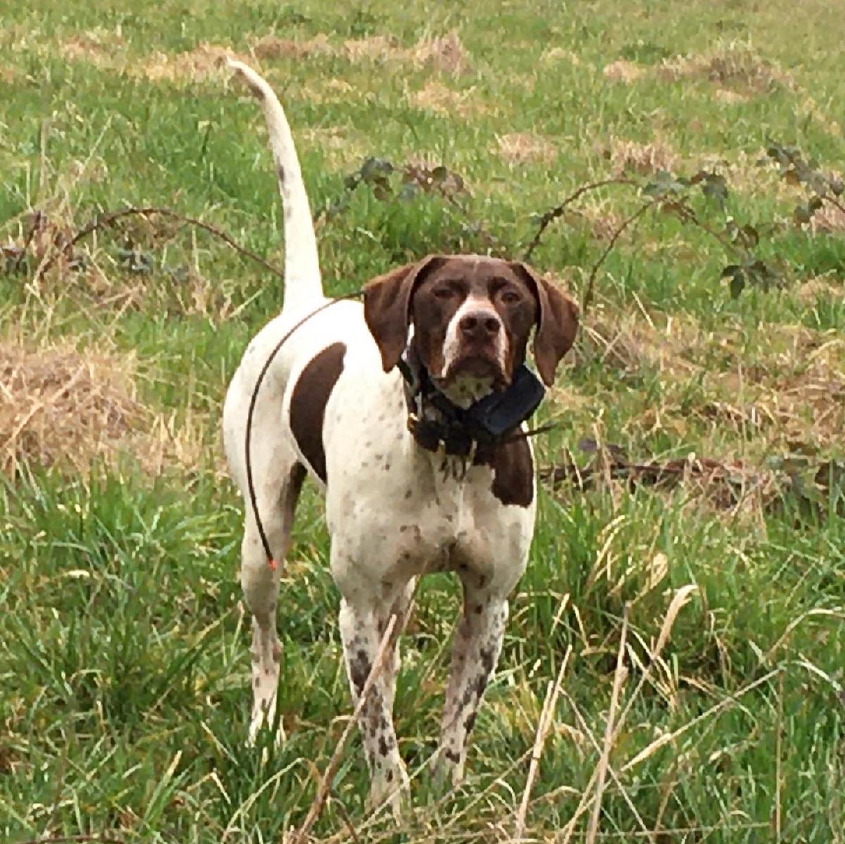 Pointer Puppies, Excellent hunting pedigree