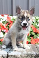 Nva Female Mini Pomsky