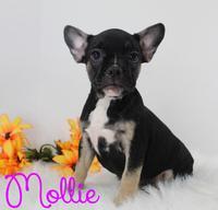 Mollie Female AKC French Bulldog