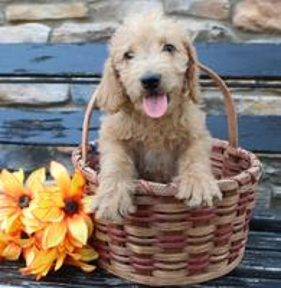 Henry Male Mini Goldendoodle