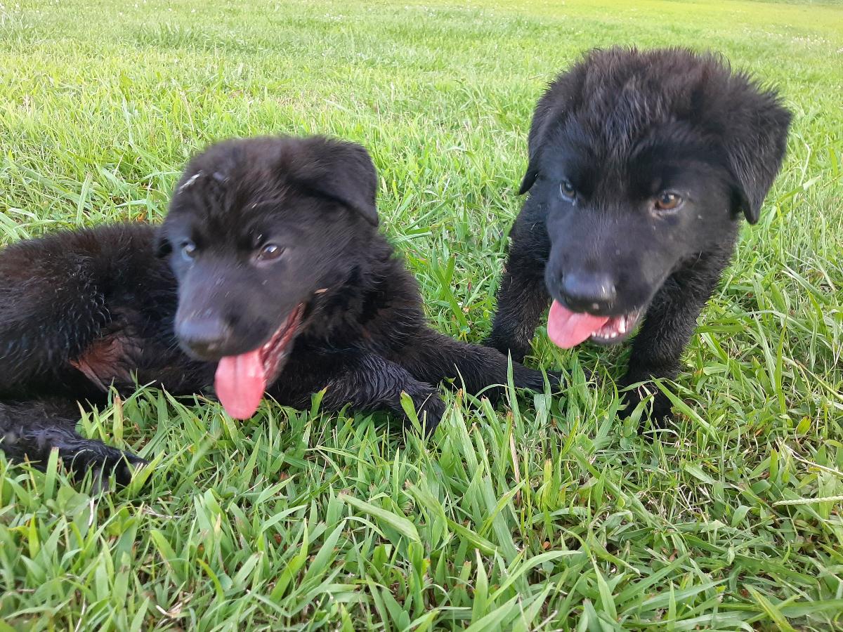 AKC German Shepherd SOLID BLACK pups for sale