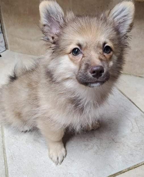 handsome male Pom puppy 3 mo old