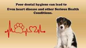 Oral Hygiene For Your Pets At Powell Veterinary Services