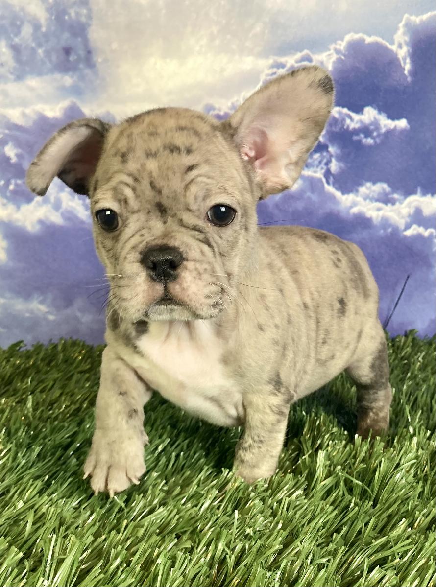 Timber Male Frenchton