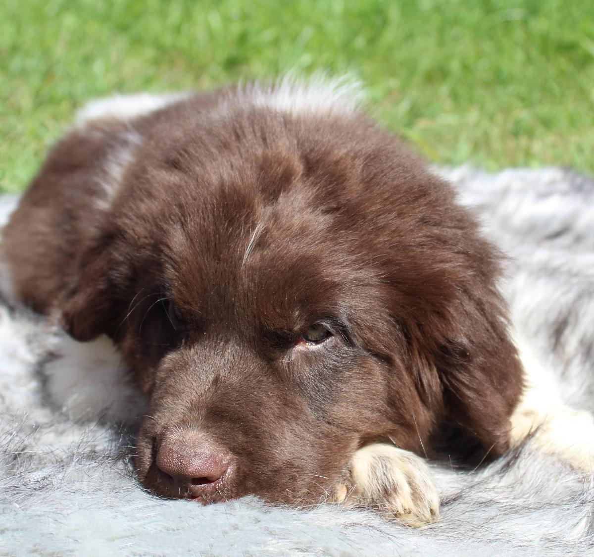S'mores Male AKC Newfoundland