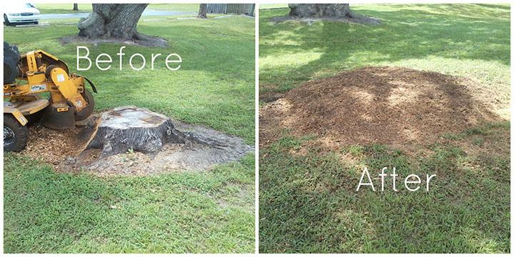 Tree Removal--Tree Trimming--Stump Removal--Land Clearing