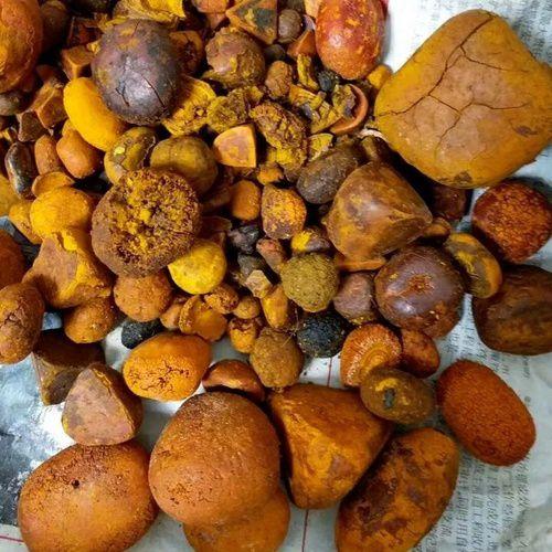 Quality Cow,Ox Gallstones for Sale