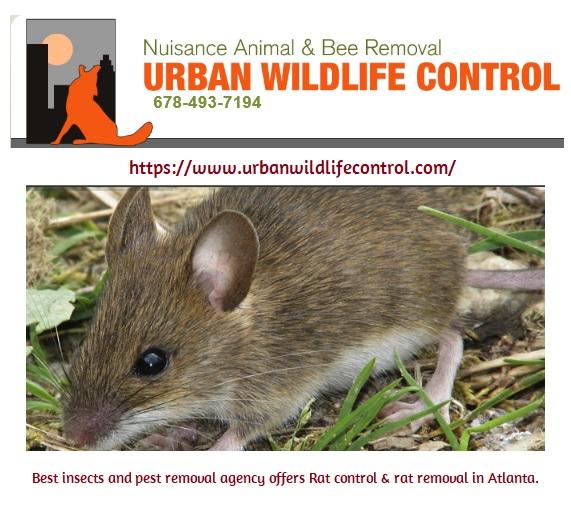 Hire Expert for Mouse Removal in Atlanta