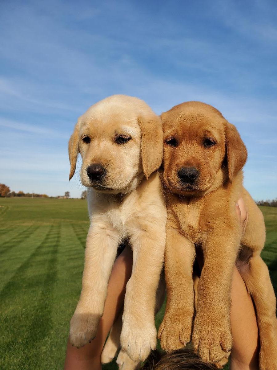 8 week old Golden retriever pups
