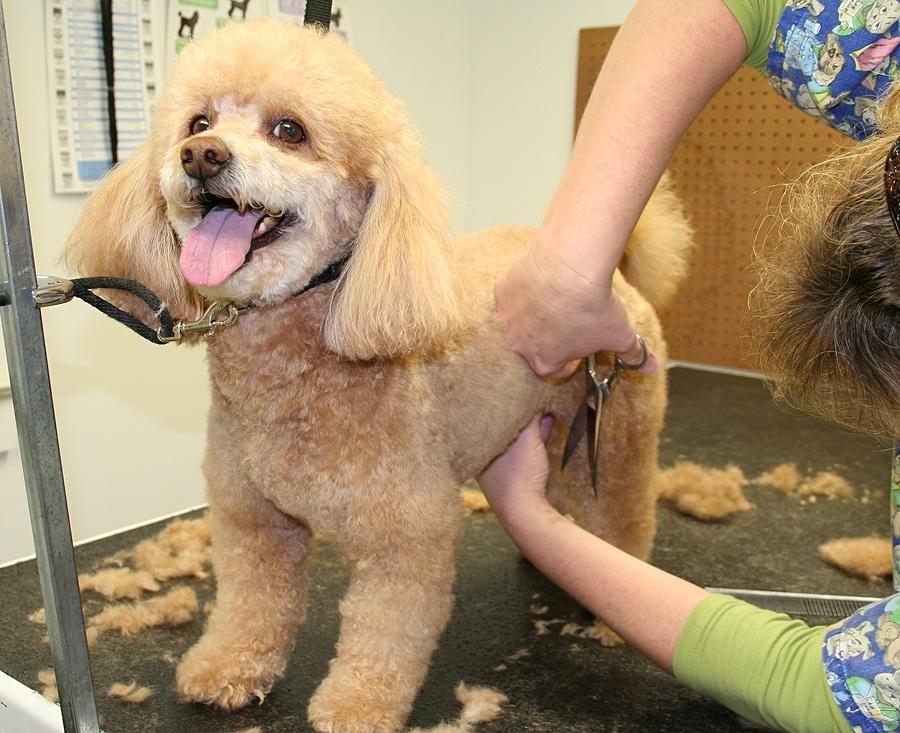 Dog Grooming services in Spanaway