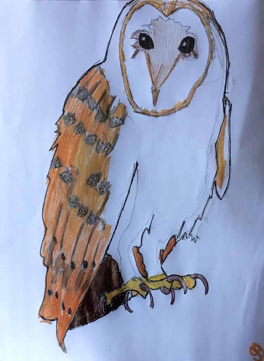 Autumn Owl On Limb GG – 8” x 11” Colored Pencil