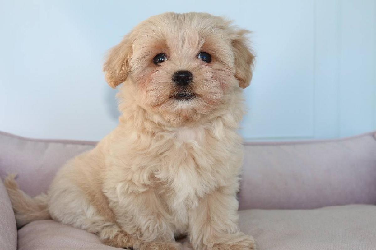 Adorable maltipoo