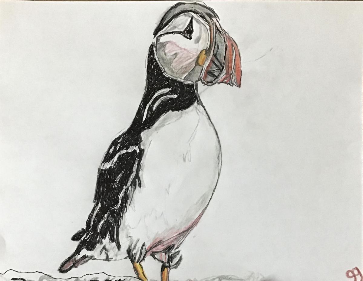 Puffin Bird GG – 8” x 11” Colored Pencil