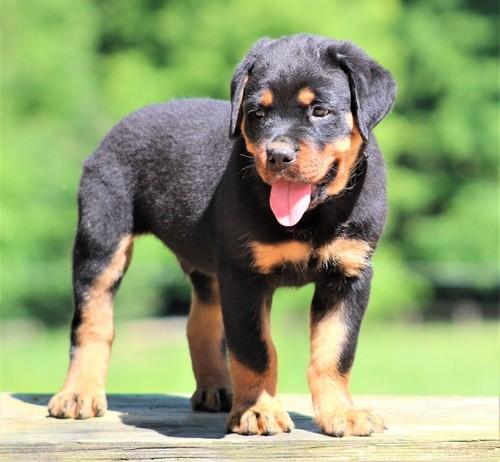 Charming Rottweiler puppies