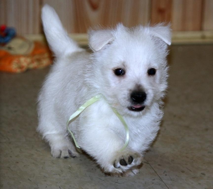 Cute West Highland White Terrier pups