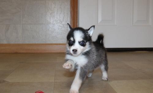 Lovely Pomsky puppies