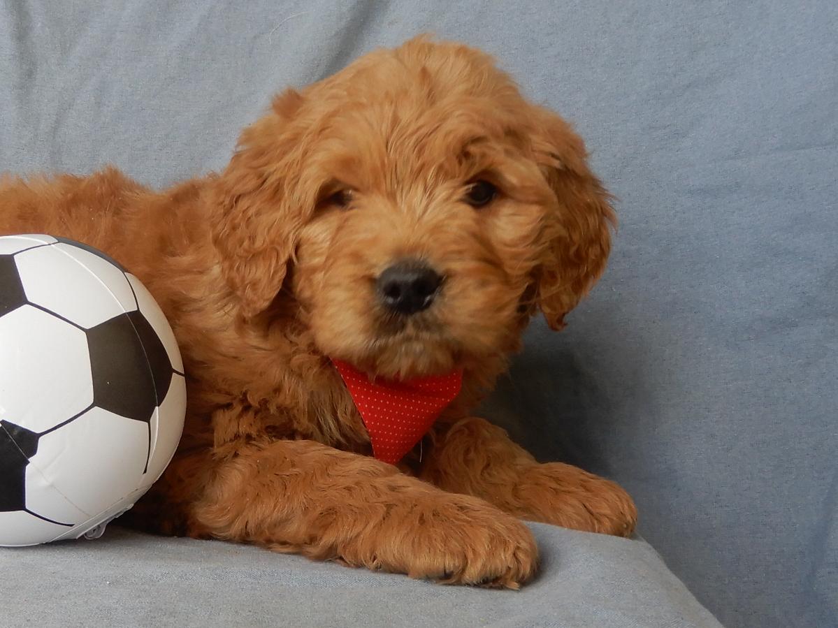 Rusty Goldendoodle