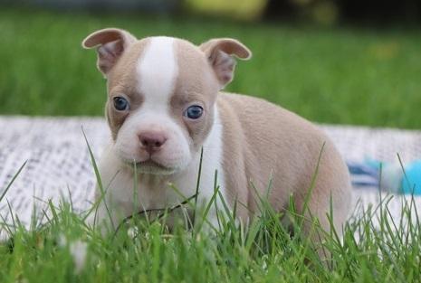 Awesome Male And Female Boston Terrier Puppies For Sale