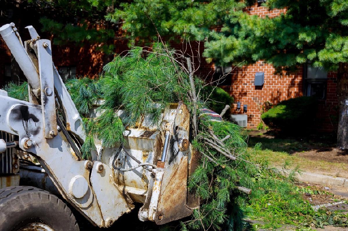 Best Tree Removal Service in Buffalo NY