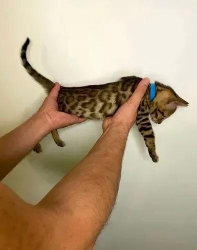 Bengal Kittens Supper cool (TICA/Chipped)