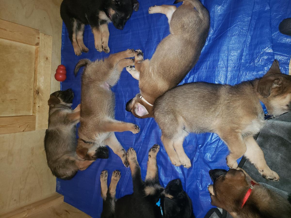 Purebred German Shepherd Puppies