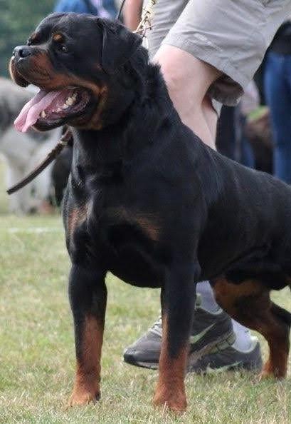 Rottweiler male for stud