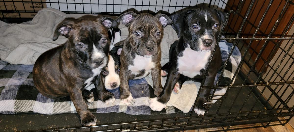 Pitbull puppies