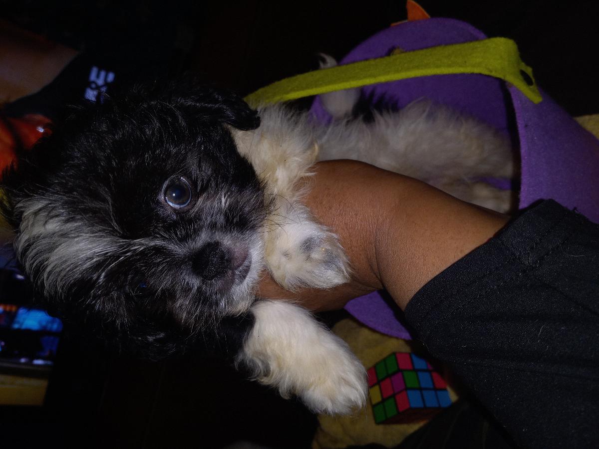 I have two Shih'poo puppies