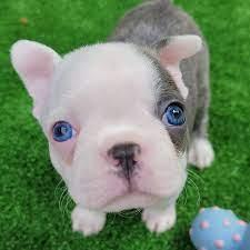 Boston Terrier