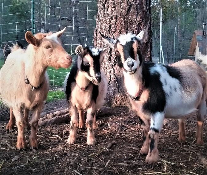 Nigerian/Nubian Cross Goats for Sale