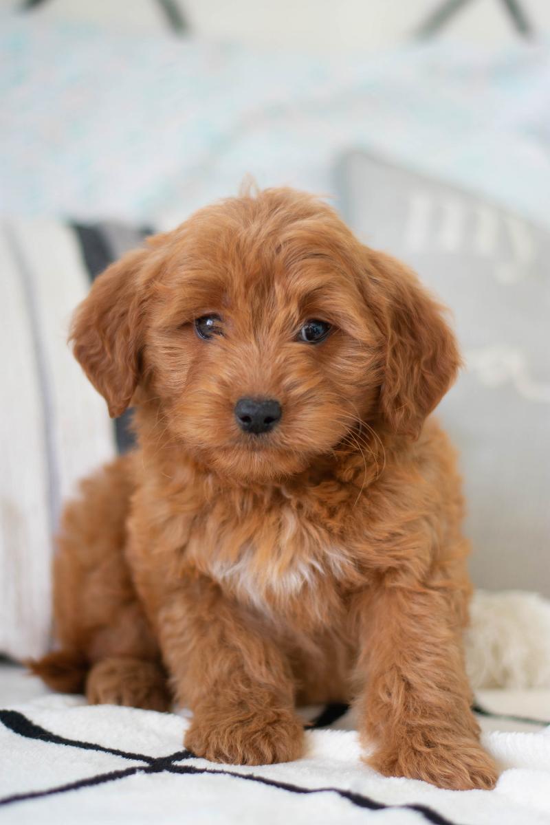 Stacy F1 Mini Goldendoodle