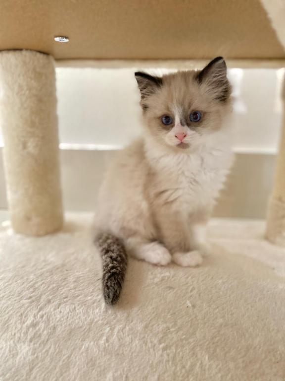 Ragdoll kittens for reservation